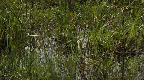 Pan up to Sigiriya and back down to mangroves Stock Footage 34933156