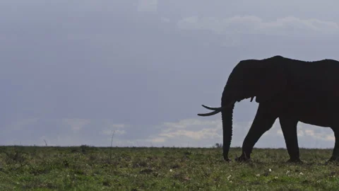 Pan silhouette of an elephant walking through the savannah Stock Footage 256911125