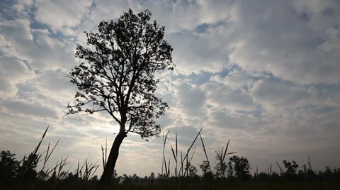 $pan silhouette tree with sky Stock Footage 33829959