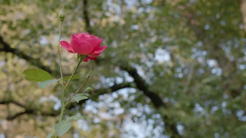 Pan of Single Red Rose Under Tree Canopy with Shallow Depth of Field Stock Footage 139608290