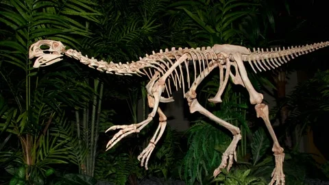 Pan on skeleton of a Conchoraptor. 4K Video stock 151656304