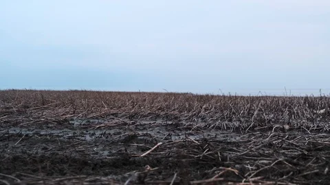 Pan slider shot of a reed on a cloudy spring day at the lake. The wetland of the Stock Footage 126922756