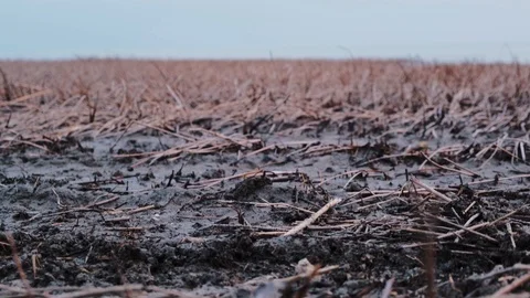 Pan slider shot of a reed on a cloudy spring day at the lake. The wetland of the Stock Footage 126922767