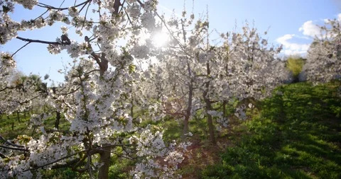 Pan Slow Mo Of Sunlight Peeking Through Cherry Blossom Branches Stock Footage 124642230