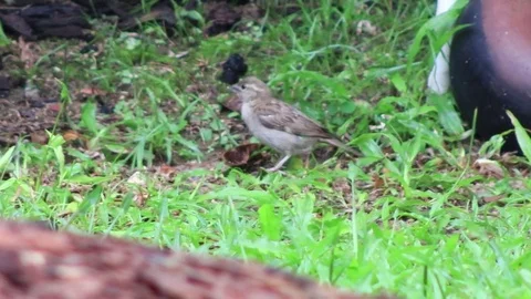 Pan of a small bird feding in the grass Stock Footage 83999333