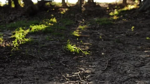 Pan to a small dog relaxing on a forest floor slow motion 4K Stock Footage 242640951