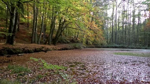 Pan: Small pond in a forest covered with fallen autumn leaves, floating leaves Stock Footage 81479947