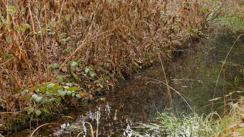 Pan: small quiet stream in winter, withered reeds and other flora growing nearby Stock Footage 123158064