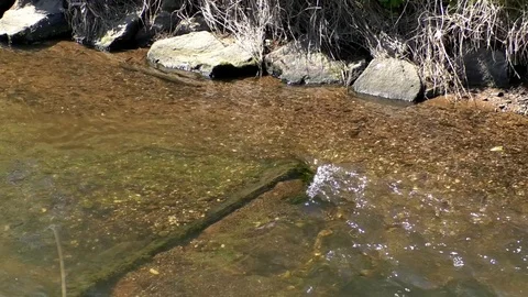Pan: A small stream and an old tire lying on the streambank. Nature and waste. Video stock 76766616