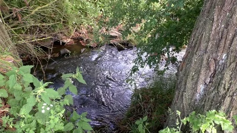 Pan: Small stream seen in between tree trunks, stinging nettle and other flora Stock Footage 76804015