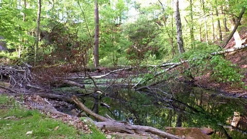 Pan: Small, swampy pond in the midst of a forest and fallen trees Video stock 76775997