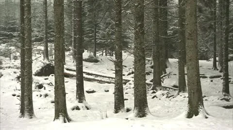 A pan of a snow covered pine tree forest floor Video stock 20675663