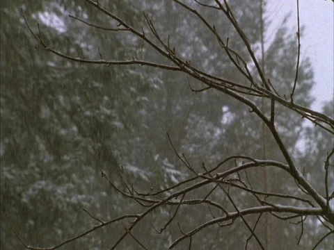 Pan from snow falling on bare branches, to snow covered evergreen branches. Stock Footage 86750429