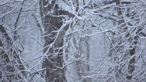 Pan on Snow falling hard on trees in the woods Video stock 76503575