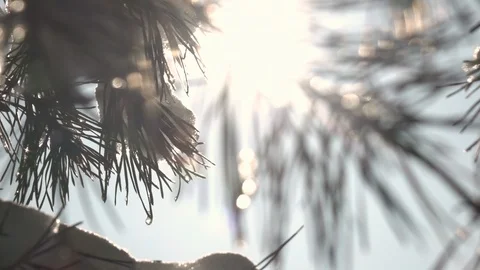 Pan of snowy and icy pine twigs with low sun in frame and colorful lens flare Stock Footage 86428480