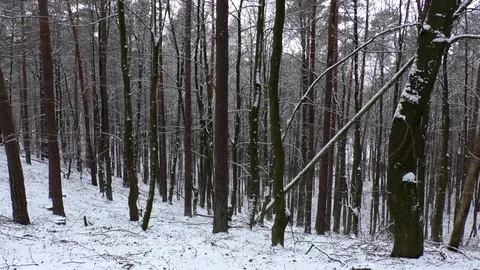 Pan: Snowy forest with deciduous trees and conifers, snowflakes, winter scene Stock Footage 101760290