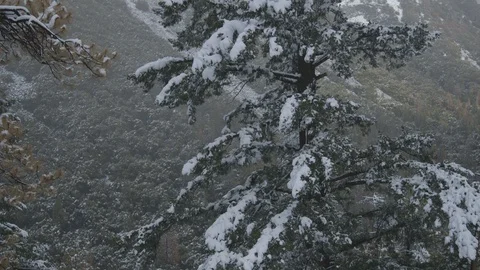 Pan Up Snowy Pine Tree Yosemite Stock Footage 122400503