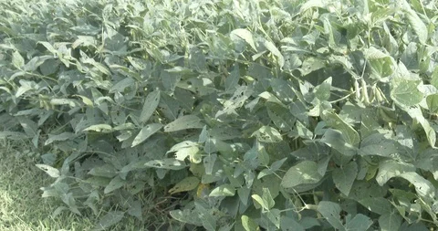 Pan of Soybean Plants in Field Stock Footage 94508413