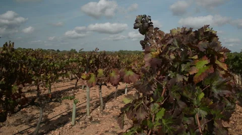 PAN Spanish Vineyard Stock Footage 58800100