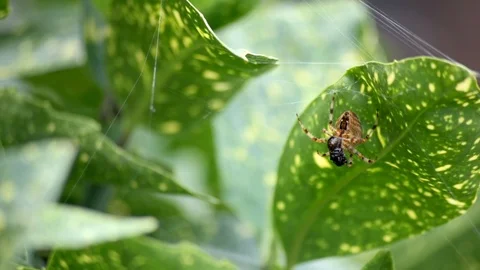 Pan From Spider Eating Fly In Web Stock Footage 95284819