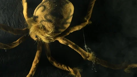 Pan of Spooky Large Spider on Black Wall Stock Footage 97213431