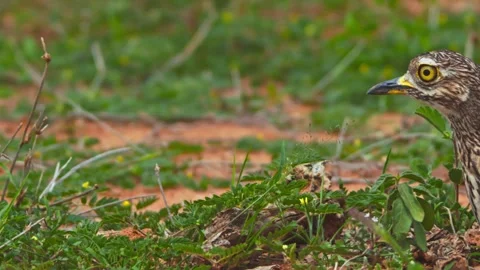 Pan of spotted thick-knee bird sitting calmly on its eggs in Africa Stock Footage 252295294