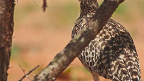 Pan of a spotted thick-knee bird's feet standing under shade in Africa Stock Footage 252294741
