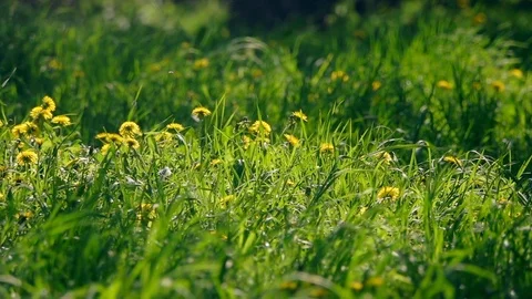 Pan of spring landscape with dandelions, fresh grass, flies, butterfly. Slow mo 動画素材 124055061