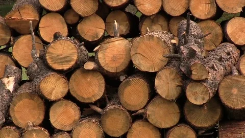 Pan on stack of cut logs 스톡 동영상 83098373