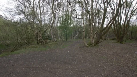 Pan to Static of a Quiet Forest Stock Footage 88998446