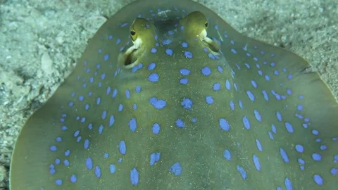 Pan up a stingray Stock Footage 80814008