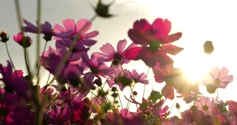 PAN-stop 2020-10-19 P1026071 Stock Footage 158918530