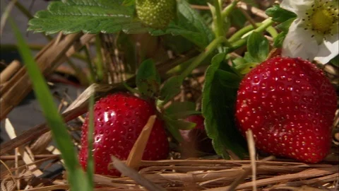 Pan of strawberries in the field Stock Footage 81723482