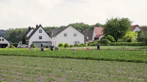 Pan, Strawberry pickers working in a field in Germany Stock Footage 131875719