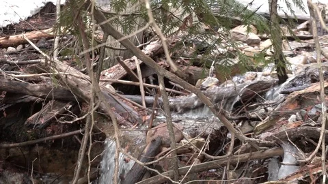 Pan of a stream through the branches Stock Footage 88009886