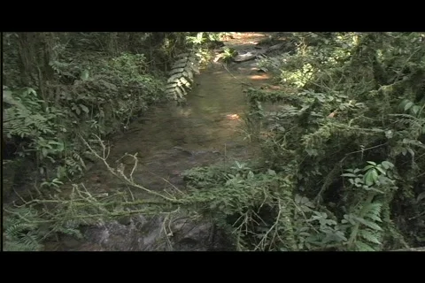 Pan from stream to trees Video stock 606420