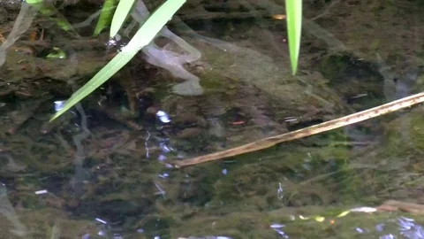 Pan: Streamlet with shallow, flowing water, grass, leaves and other vegetation Stock Footage 76775738