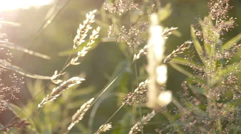 Pan of summer field close-up 스톡 동영상 23116204
