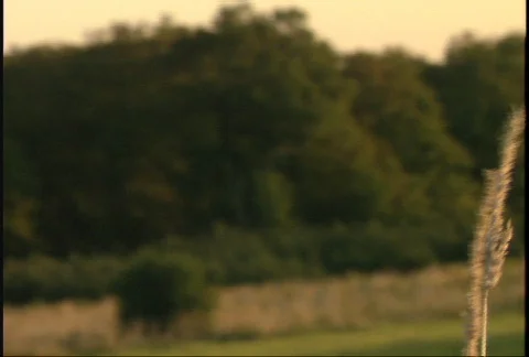 Pan Into the Sun Stockbeeldmateriaal 94913