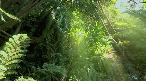 Pan of sun-ray lit forest to little stream. Stock Footage 47470044