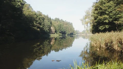 Pan of sun-ray lit forest to little stream. Vidéo 97061709