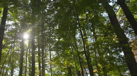 Pan of Sun Rays in Forest Video stock 42419689