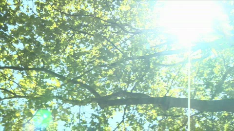 PAN SUN THROUGH TREES Stock Footage