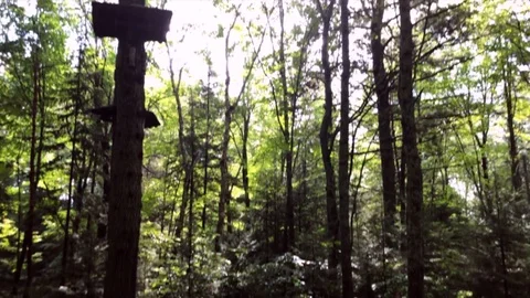 Pan Up Sun Trees 動画素材 125024829