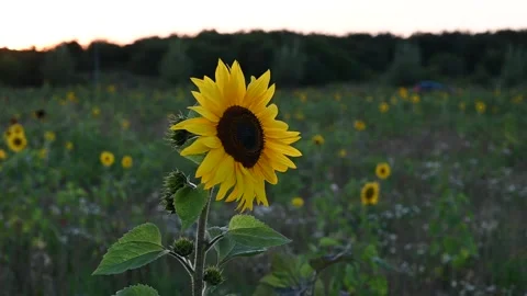 Pan of sunflower during sunset evening Stock Footage 137382331