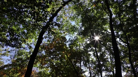 Pan of Sunlight peeking through forest canopy Stock Footage 80918276