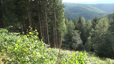 Pan of sunny low mountain range Harz meadow Stock Footage 41059904