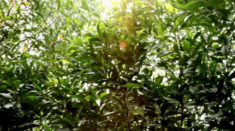 Pan sunshine leaves Vídeos de archivo 25489516