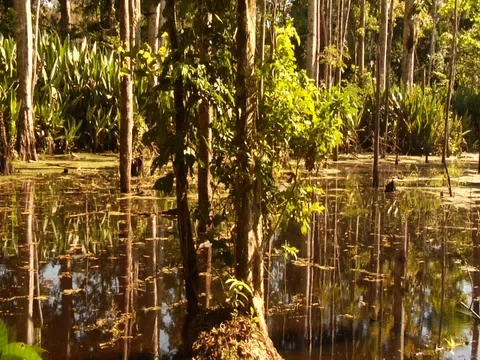 Pan of Swamp in the Amazon Jungle Rainforest Stock Footage 112938860