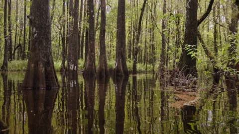 Pan of swamp landscape Stock-Footage 289784165